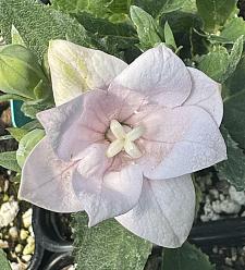 PLATYCODON grandiflorus 'Astra Semi-Double Pink', Balloon Flower