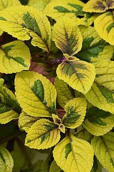 PLECTRANTHUS hybrid FanciFillers 'Guacamole' (= 'Wesplefanfigua'), Swedish Ivy