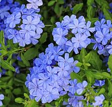 PLUMBAGO auriculata 'Imperial Blue' (syn. P. capensis 'Imperial Blue'), Cape Leadwort