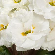 PRIMULA F1 hybrid Paradiso 'Double White' (syn. P. acaulis), Primrose