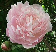 PAEONIA lactiflora 'Myrtle Gentry', Bush Peony (herbaceous)