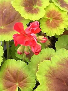 PELARGONIUM x hortorum Brocade 'Fire', Type: Fancy Leaf Zonal Geranium