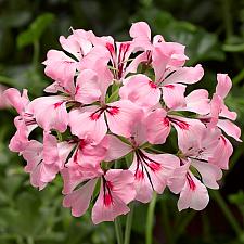 PELARGONIUM peltatum 'Cascade Appleblossom', Ivy Geranium