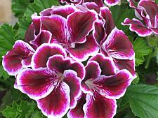 PELARGONIUM domesticum 'Elegance Imperial', Regal, Martha Washington Geranium