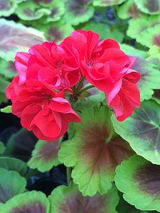 PELARGONIUM x hortorum Brocade 'Fire Night', Type: Fancy Leaf Zonal Geranium