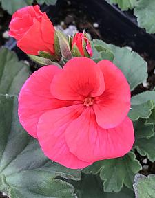 PELARGONIUM interspecific Sarita 'Wild Salmon', Sarita Series, Cross of Ivy and Zonal Geranium