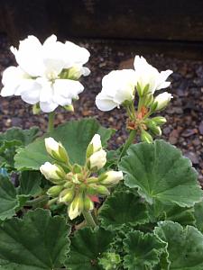 PELARGONIUM x hortorum 'Tango White', Zonal Geranium