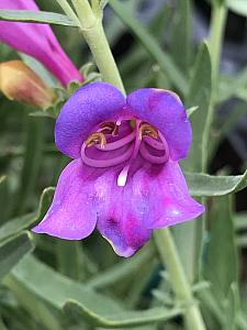 PENSTEMON heterophyllus 'Magarita BOP', Foothill Penstemon, Blue Bedder Penstemon