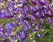 PENSTEMON Riding Hood 'Delfts Blue', Border or Garden Penstemon, Beard Tongue