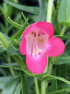 PENSTEMON Rose Quartz ('Novapenros'), Border or Garden Penstemon, Beard Tongue