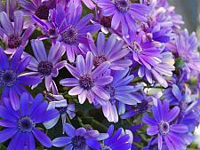 PERICALLIS Senetti 'Baby True Blue', 