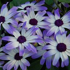 PERICALLIS hybrid Senetti 'Light Blue Bicolor', 