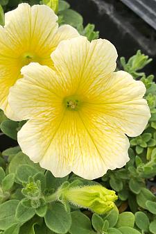 PETUNIA x hybrida Ray 'Sunshine', Ray Series Petunia