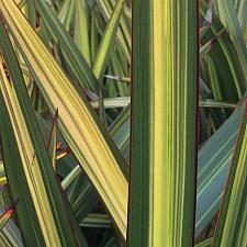 PHORMIUM 'Apricot Queen', New Zealand Flax, Flax Lily