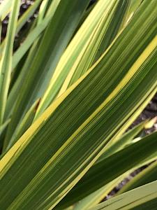 PHORMIUM 'Duet', New Zealand Flax, Flax Lily