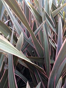 PHORMIUM tenax 'Pink Stripe', New Zealand Flax, New Zealand Hemp, Flax Lily