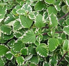 PLECTRANTHUS forsteri 'Variegata', 