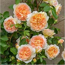 ROSA 'Bathsheba' (=Auschimbley) (own root), David Austin English Rose