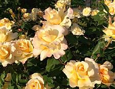 ROSA 'Eleganza Sunny Sky' (='Koraruli') (own root), Hybrid Tea