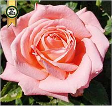 ROSA 'Heavenly Scented' (='Wekvodomer'), Hybrid Tea