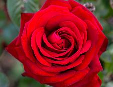 ROSA 'Ingrid Bergman' (='Poulman'), Hybrid Tea