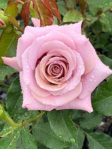 ROSA 'Koko Loko' (='Wekbijou'), Floribunda