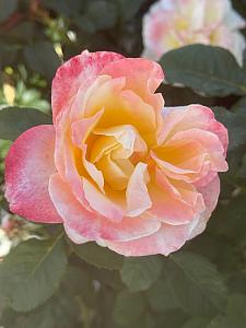 ROSA 'Make Me Blush' (='Wekmotonton'), Hybrid Tea