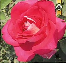 ROSA 'Picture Perfect' (='Wekmamoprela'), Hybrid Tea