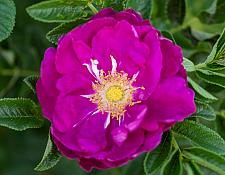 ROSA 'Purple Pavement' (own root), Rugosa