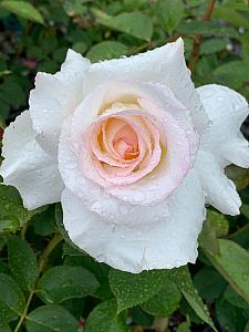 ROSA 'Secret's Out!', Hybrid Tea