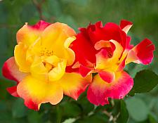 ROSA 'Sunset Horizon' (syn. 'Meisistoma') (own root), Floribunda