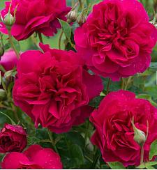 ROSA 'Thomas A Becket' (syn. 'Auswinston') (own root), David Austin English Rose