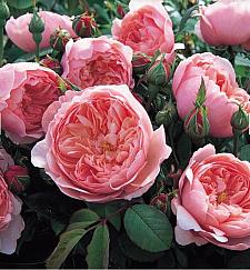 ROSA 'The Alnwick Rose' (syn. 'Ausgrab') (own root), David Austin English Rose