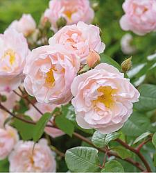 ROSA 'The Lady of the Lake' (syn. 'Ausherbert'), David Austin English Rose