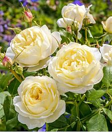 ROSA 'Vanessa Bell' (syn. 'Auseasel') (own root), David Austin English Rose