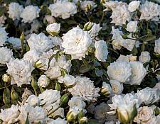 ROSA White Drift (='Meizorland') (own root), Ground Cover/Miniature