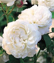 ROSA 'Winchester Cathedral' (syn. 'Auscat') (own root), David Austin English Rose