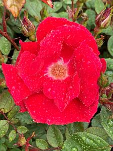 ROSA 'Winner's Circle' (='Radwin') (own root), Climbing Rose