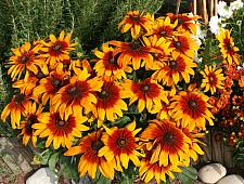 RUDBECKIA hirta 'Cappuccino', Black-Eyed Susan, Gloriosa Daisy