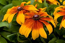 RUDBECKIA hirta 'Rising Sun Chestnut Gold', Black-Eyed Susan, Gloriosa Daisy