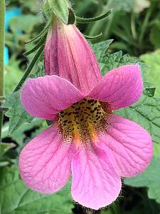 REHMANNIA elata, Chinese Foxglove