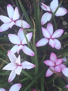 RHODOHYPOXIS baurii 'Picta', Red Star