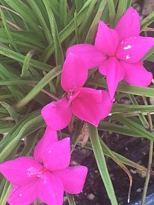 RHODOHYPOXIS baurii, Red Star