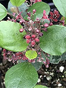 RIBES viburnifolium, Catalina Currant, Island Gooseberry