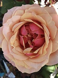 ROSA 'About Face (=WEKosupalz), Grandiflora (Hybrid Tea x Floribunda)