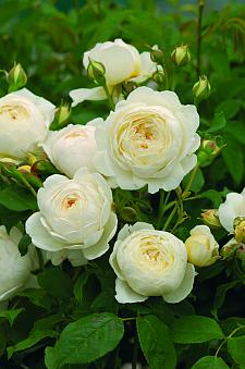 ROSA 'Claire Austin' (=Ausprior) (own root), David Austin English Rose