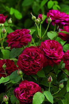 ROSA 'Darcey Bussell' (=Ausdecorum)(own root), David Austin English Rose