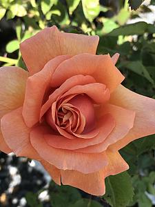 ROSA 'Easy Does It', Floribunda