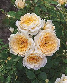 ROSA 'Edith's Darling' (own root), Shrub