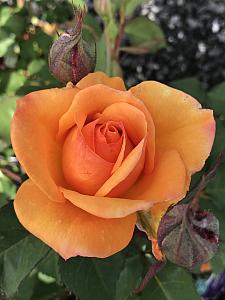 ROSA 'Good As Gold', Hybrid Tea